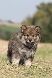 CHIEN FINNOIS DE LAPONIE 316